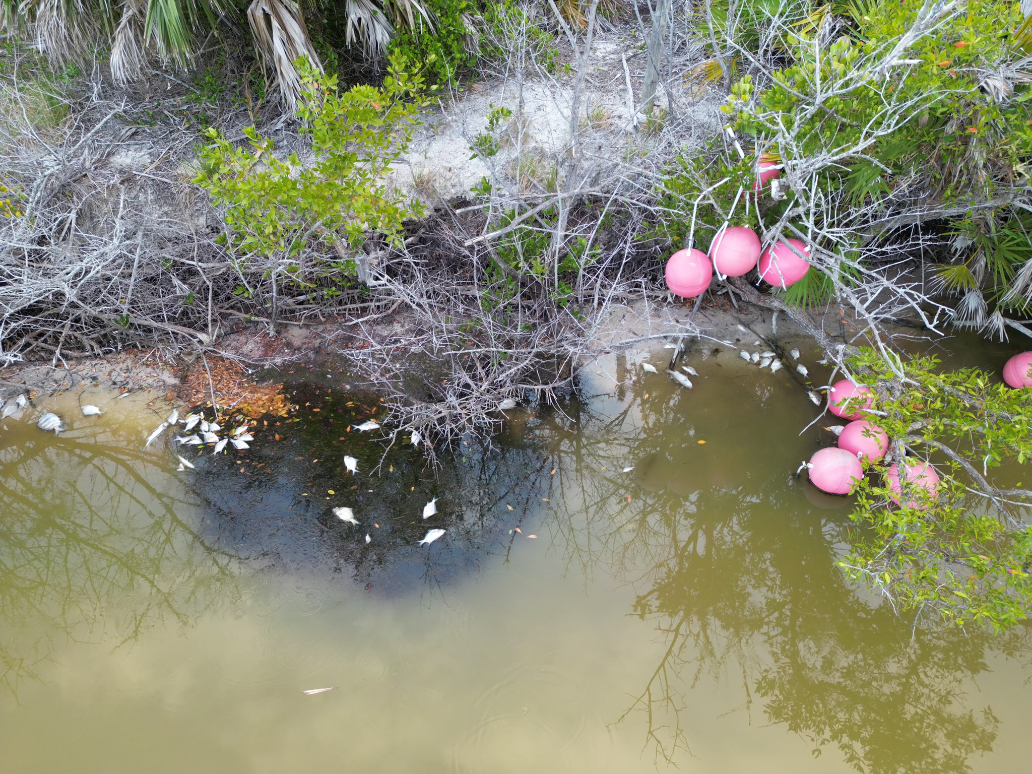 Fish Kill Reported At Galt Preserve In St James City Calusa Waterkeeper