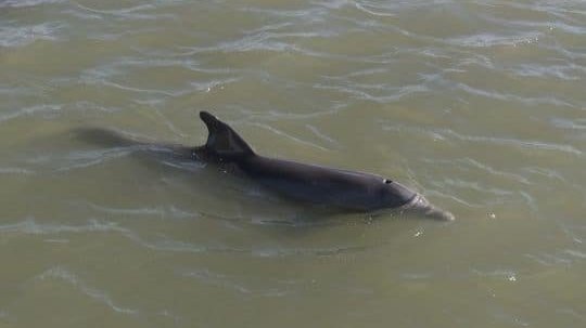 Dolphin BMAA poisoning