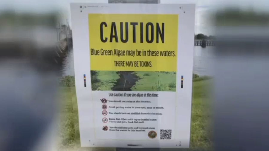 ACOE Algae Warnings