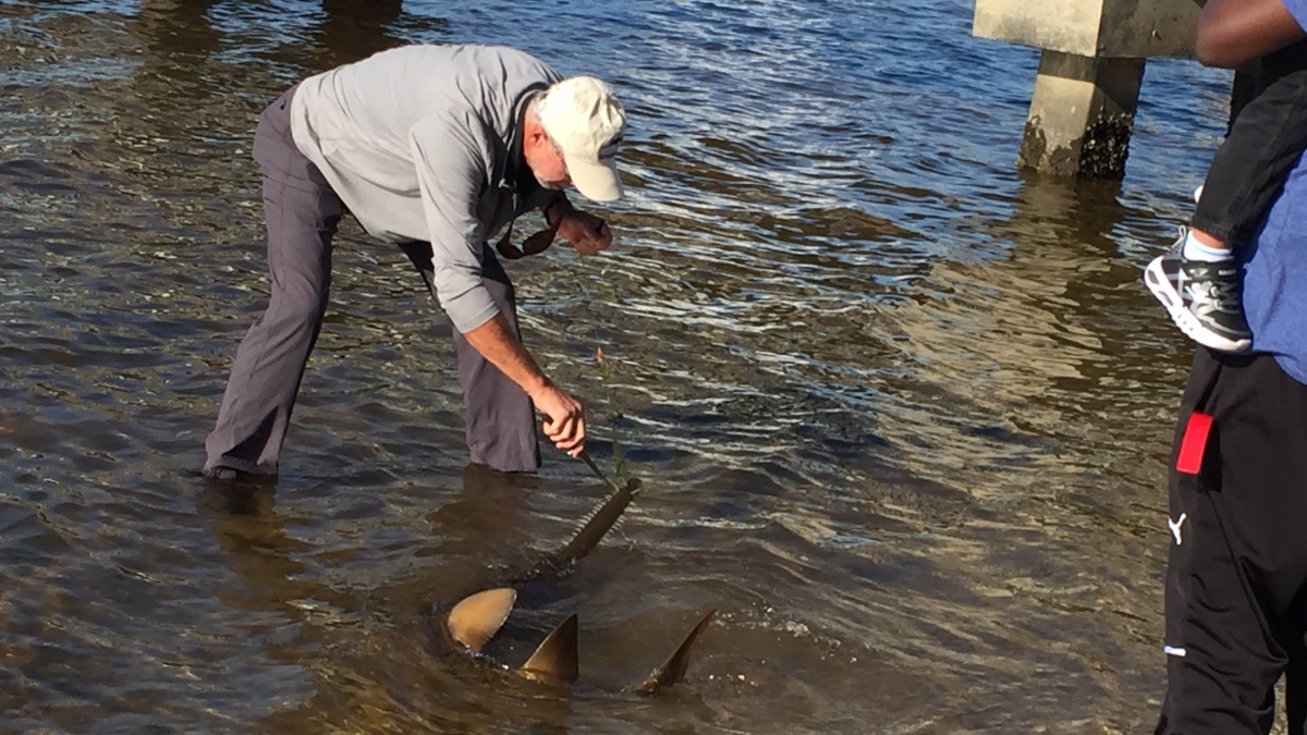 Sawfish