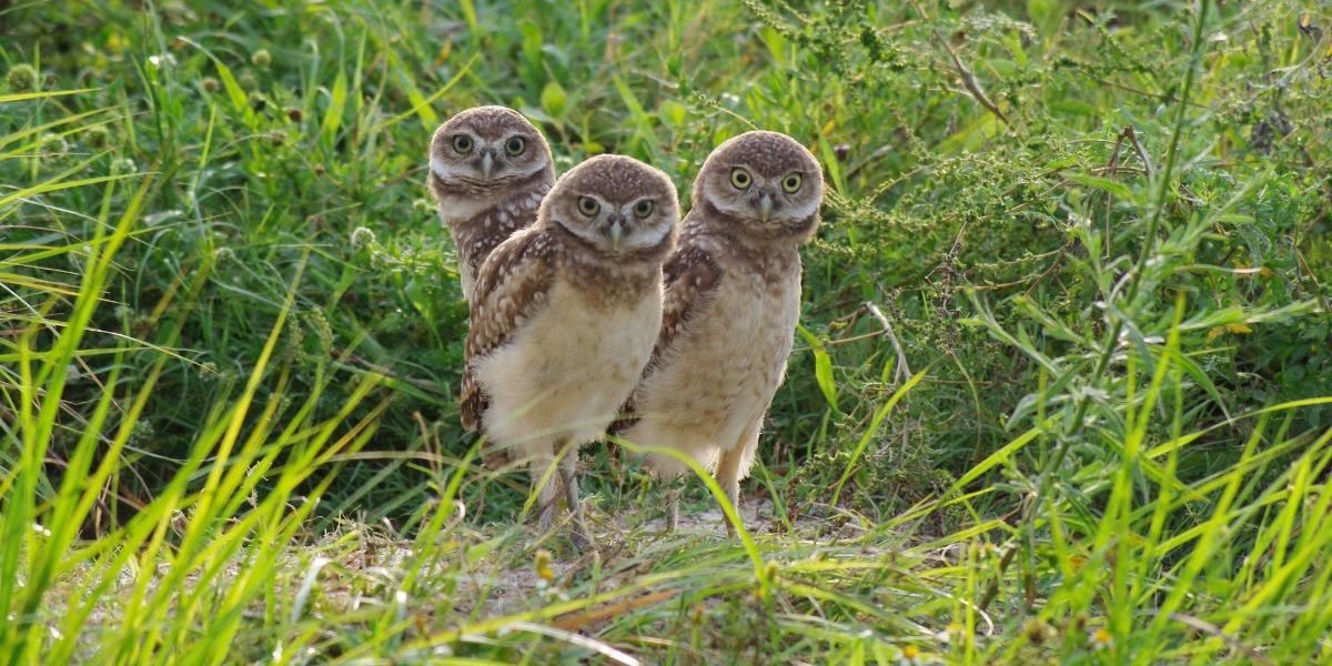 Burrowing Owl Festival