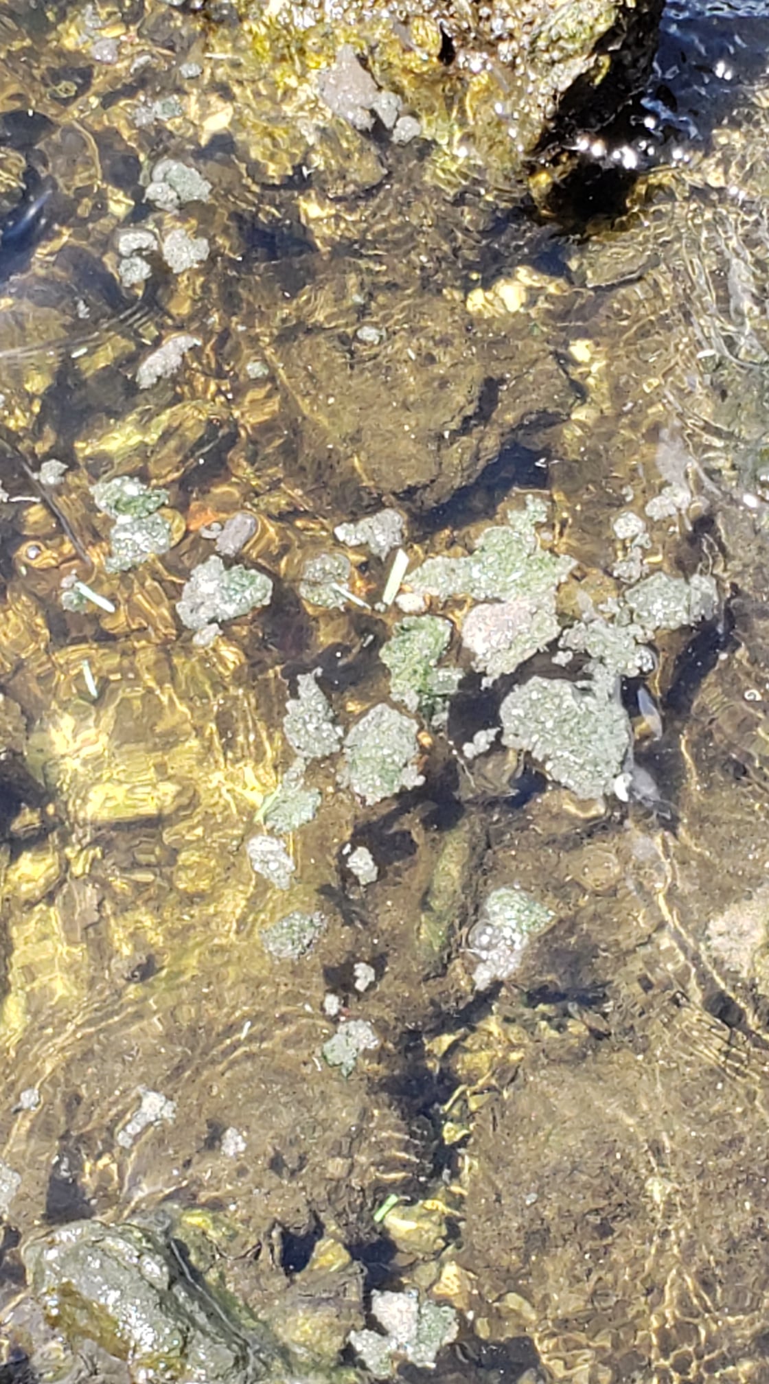 algae mats in Caloosahatchee
