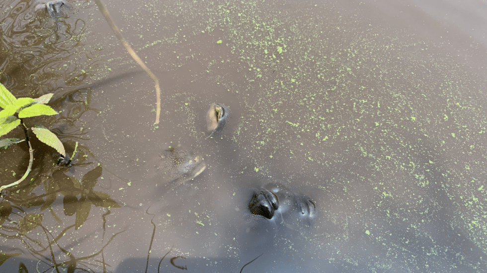 algae in water column