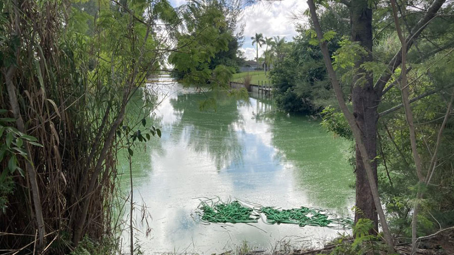 blue-green algae in Cape canals