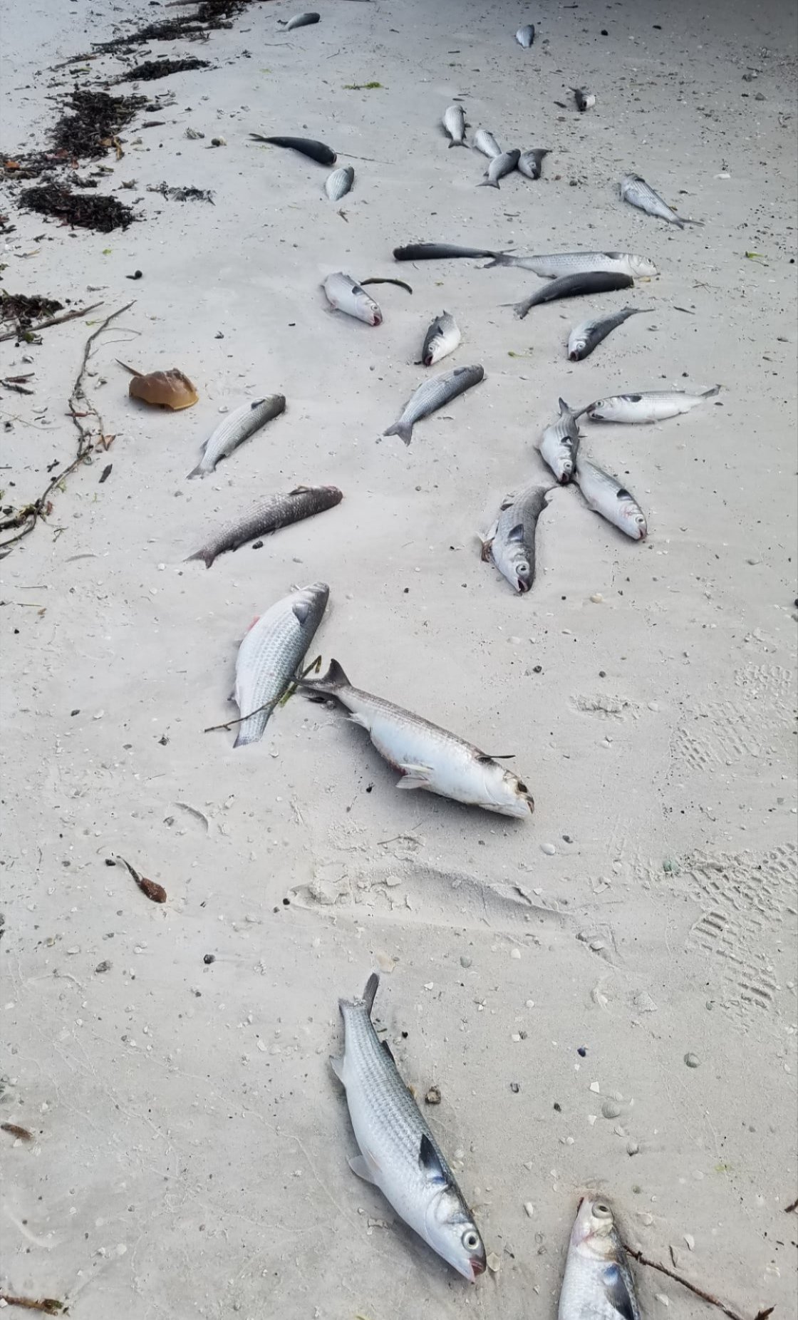 San Carlos Bay fish kill