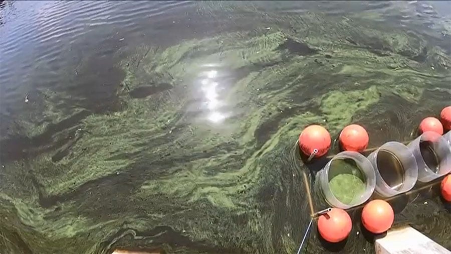 DeSantis Algae Treatment