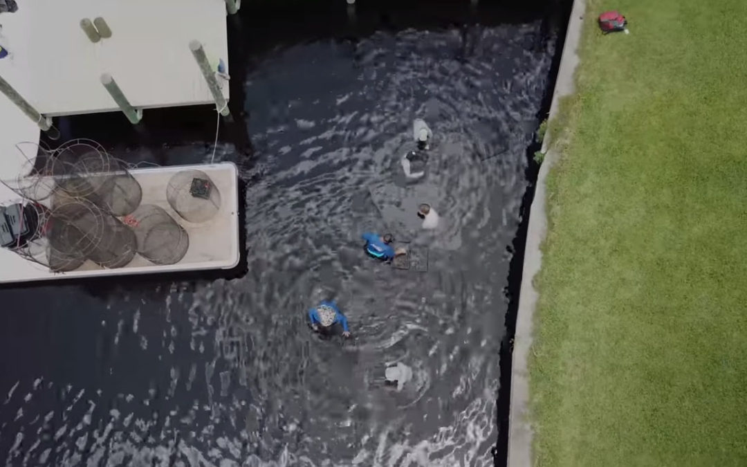 Planting Sea Grass in the Caloosahatchee