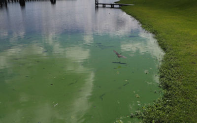 Research Shows Algae Toxins are Airborne and Reach Deep into Human Lungs