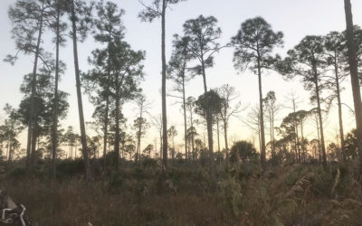 Lee County & Cape Coral Approve Water Management Plan for Yellow Fever Creek Preserve