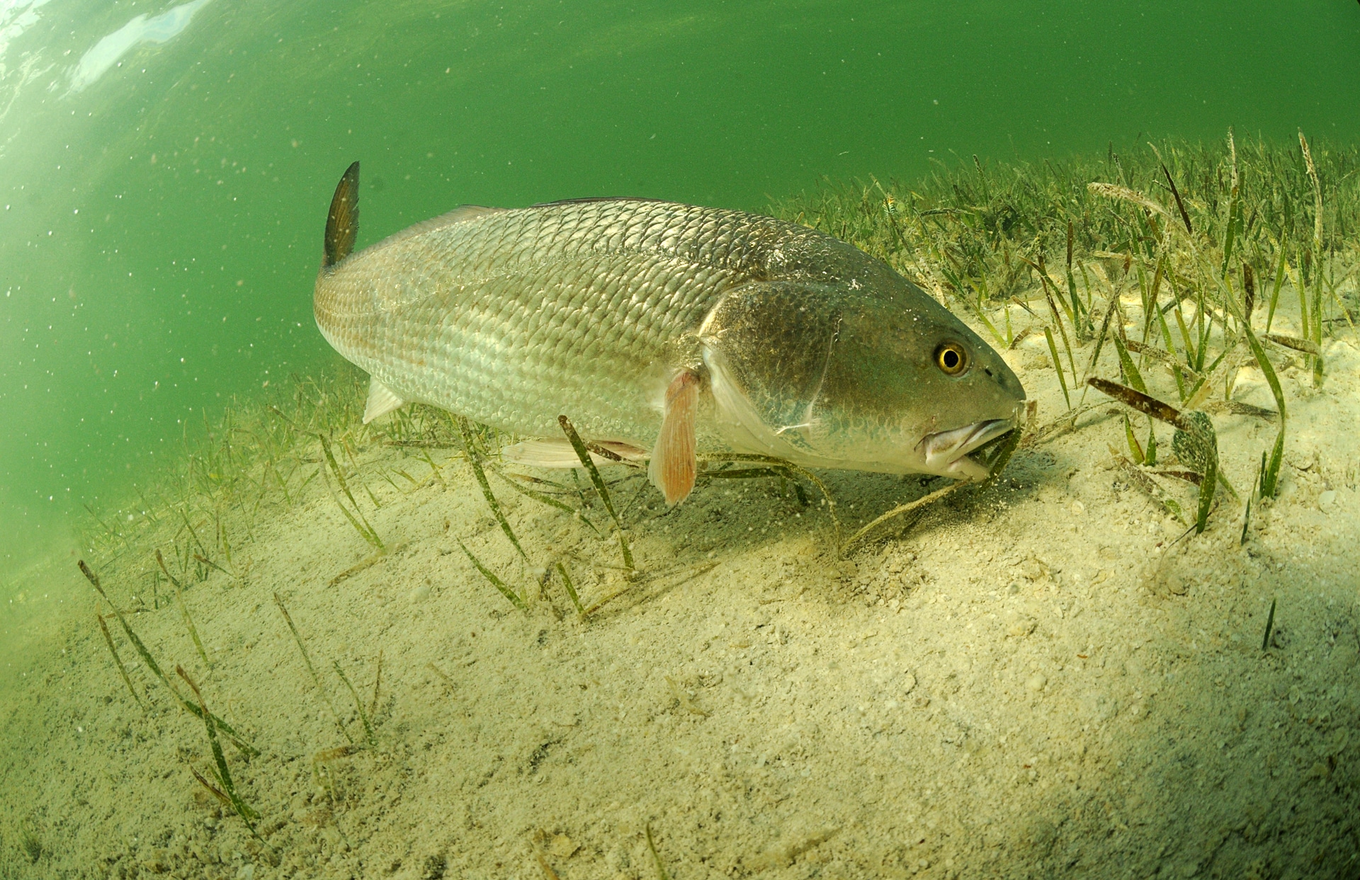 redfish in ocean