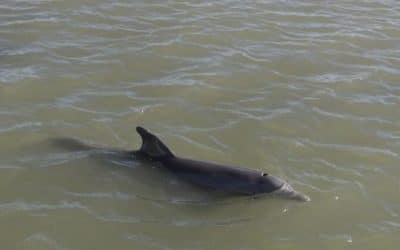 Researchers Find Blue-green Algae Toxin in Dolphins that also have Brain Disease