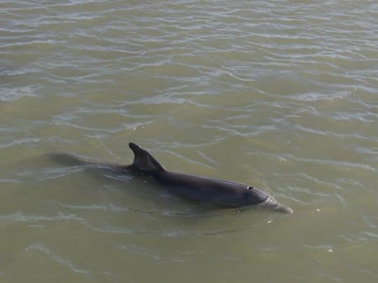 Researchers Find Blue-green Algae Toxin in Dolphins that also have Brain Disease