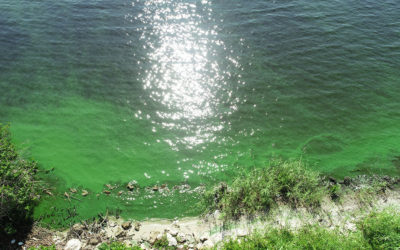 Florida Legislature Must get Serious About Nutrient Pollution in the Water