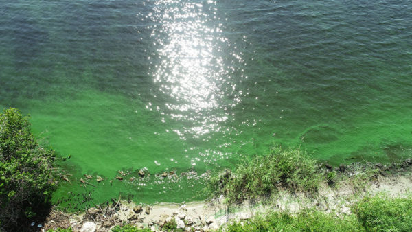 Algae Bloom washing ashore