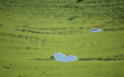 Possible Blue-Green Algae Indicator Showing up in Local Water Quality Samples