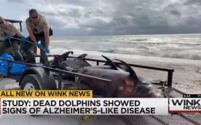 New Study Shows Alzheimer’s-like Brain Disease in Dead Florida Dolphins