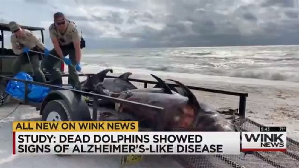 New Study Shows Alzheimer’s-like Brain Disease in Dead Florida Dolphins