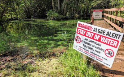 Florida Petitioned to Protect People From Harmful Algae Blooms