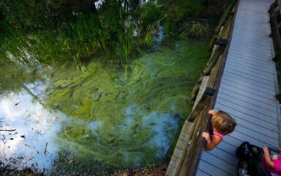 Algae Bloom Appears at Six Mile Cypress Slough Preserve in Fort Myers
