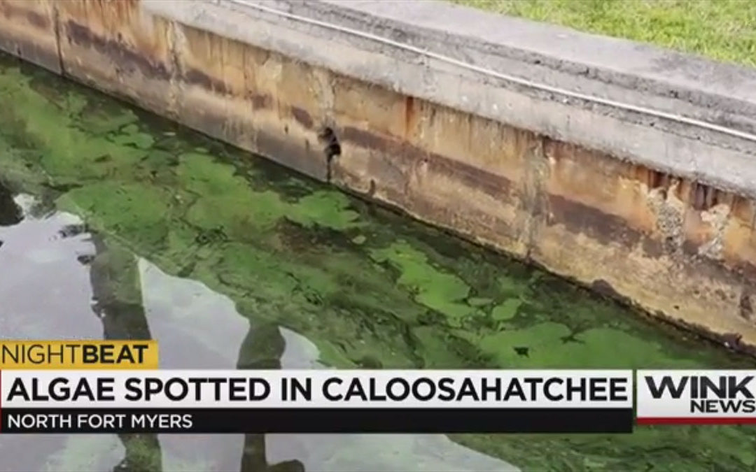 Green Slime Along the Caloosahatchee River Concerns Neighbors