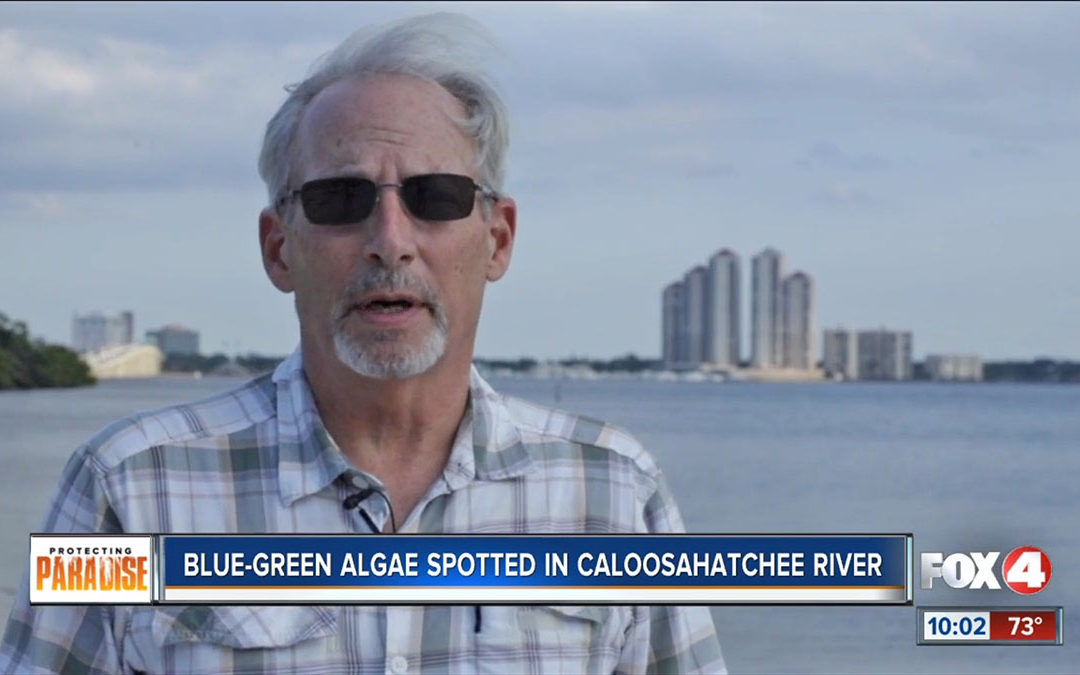 Blue-Green Algae Spotted in North Fort Myers