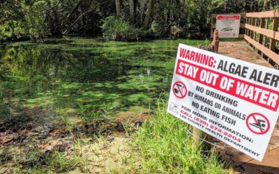 The Florida Legislature needs help understanding the root cause of declining water quality