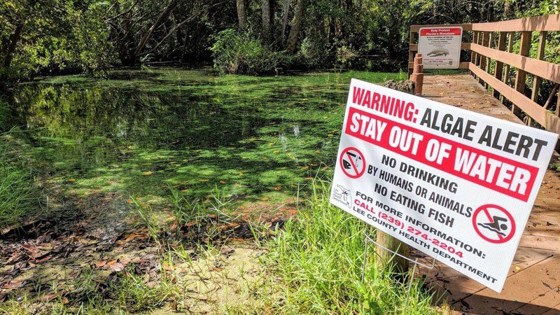 Algae Alert_Calusa Waterkeeper