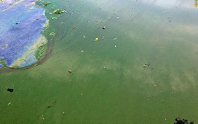 Waterkeepers Florida Recommends State Standards for Cyanotoxins