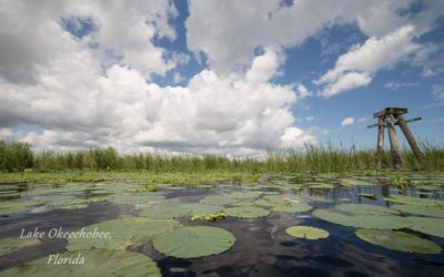 DeSantis Urged to Veto Lake Okeechobee Water Supply Bill by Four Environmental Nonprofits