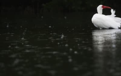 First Seasonal Rains Causing Pollutants to Flush Toward Rivers & Gulf