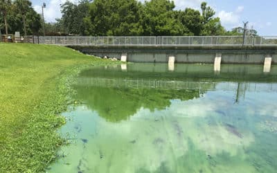 Lawsuit Launched to Stop Toxic Algae Bloom Releases From Lake Okeechobee
