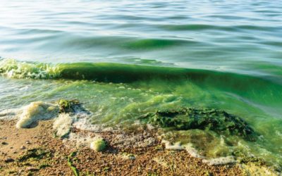 Calusa Waterkeeper Tackles Water Quality and Public Health