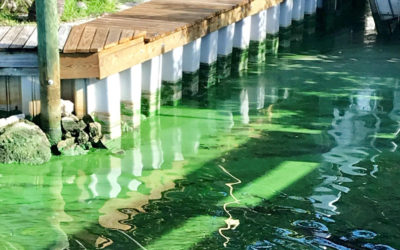 Florida Lawmakers Advance Fight Against Blue-Green Algae