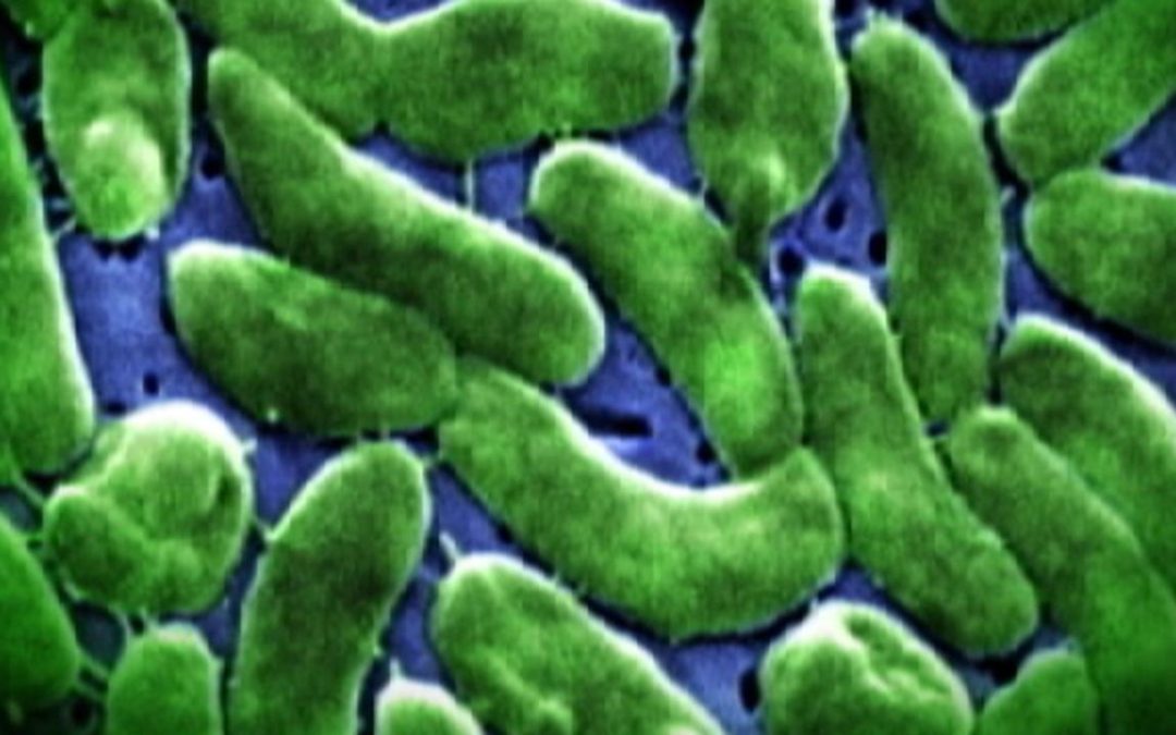 vibrio-vulnificus-flesh-eating-bacteria