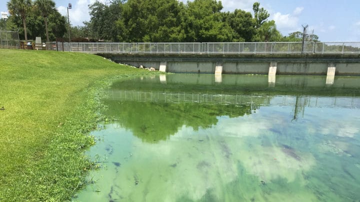 DeSantis and Florida Legislators Have Largely Failed to Implement Blue-Green Algae Task Force Recommendations