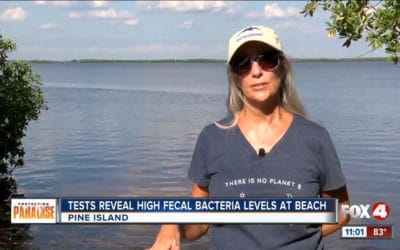 High Levels of Fecal Bacteria on Pine Island Beach