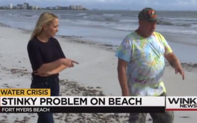 Dead Sea Life, Red Drift Algae Piled up on Fort Myers Beach