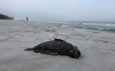 Dead Goliath Grouper Found on the Beach in Naples