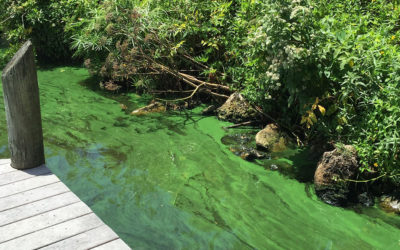 Florida Officials Urged to Set Standards to Protect People, Wildlife From Harmful Algae Blooms