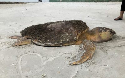 Sea Turtle Strandings Soar as Red Tide Bloom Remains in Southwest Florida Waters