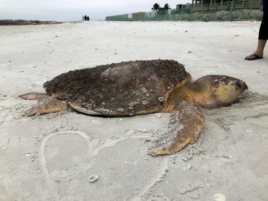 Sea Turtle Strandings Soar as Red Tide Bloom Remains in Southwest Florida Waters