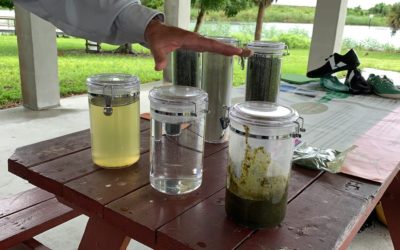 NOAA and Local Scientists Tracking New Different Algae Bloom in Caloosahatchee River