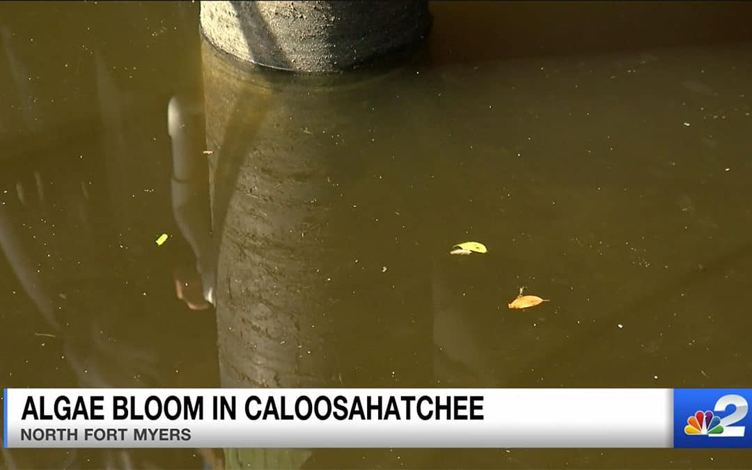 Caloosahatchee River and Estuaries Facing New Type of Algae Bloom