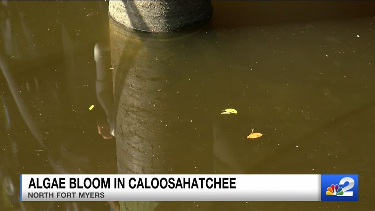 Algae bloom in Caloosahatchee_NBC2