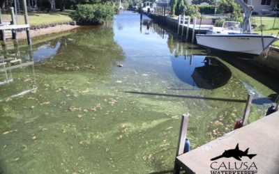 Health Department will Post Warning Signs for Blue-Green Algae Spotted in Calossahatchee