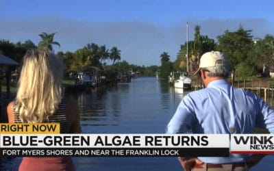 Blue-Green Algae Returns to Fort Myers Shores
