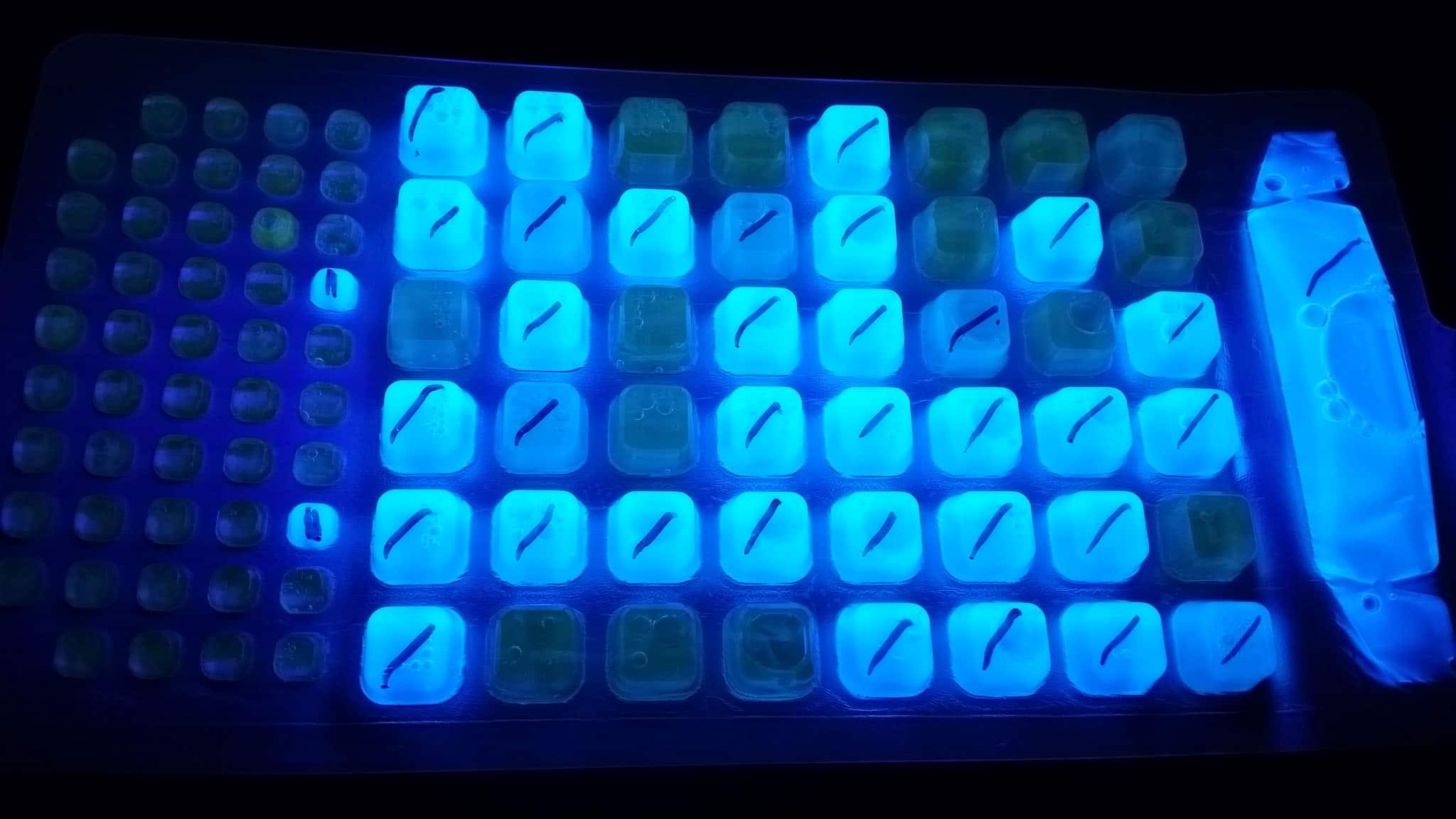 Quanta Trays bearing FIB results