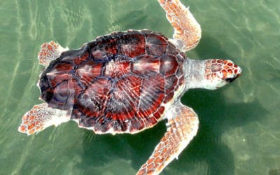 Algae Blooms Triggered by Lake Okeechobee Releases Harm Wildlife and Coastal Communities