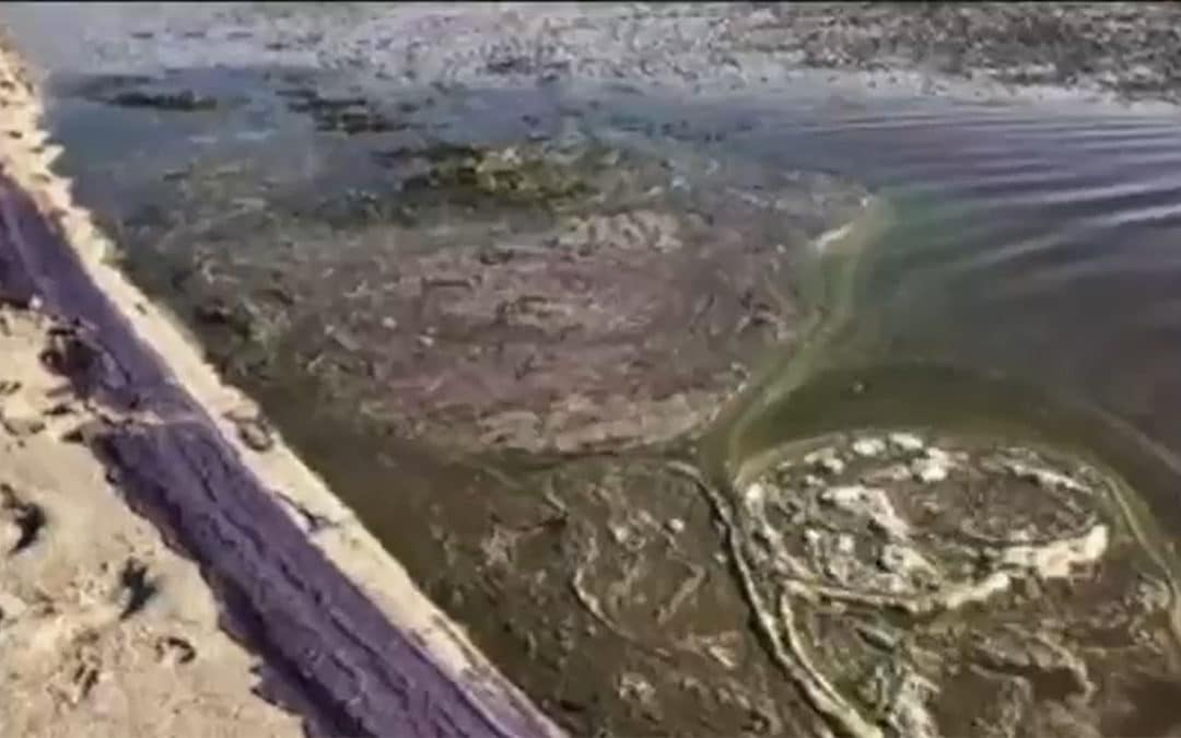 Blue Green Algae Spotted Along SWFL Beaches