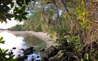 Is the Region in for Another Bad Algae Season? Scientists Monitor Blooms, Temperatures, Drought